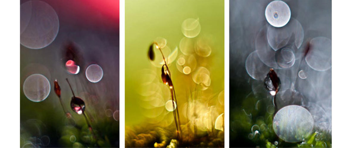 Bokeh moss